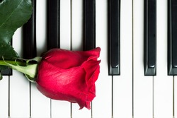 Red rose lying on piano keyboard. Abstract music background. Top view image