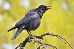 Black crow, Corvus corone, common crow