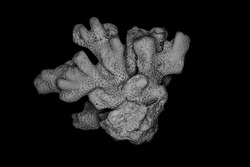 Coral Bone Macro Black and White  Image