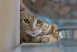 Cat on the windowsill