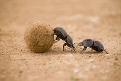 Dung Beetle in Addo Elephant Park