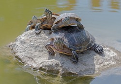 Turtle family is calming on the stone in small pond