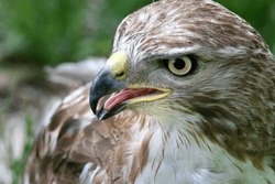 Red Tailed Hawk Close Up Portrait