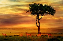 Impala at African Sunset Background