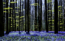 Dark tree silhouettes and millions of bluebells