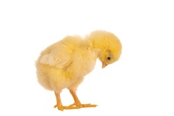 Cute little easter chick looking down on a white background