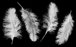 Large pure white ostrich feathers isolated on a plain black background