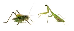 brown mantis and grasshopper  isolated on a white background 