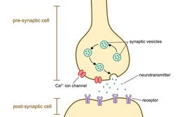 Neurons and Neurotransmitters - Free Stock Photo by Jack Moreh on ...