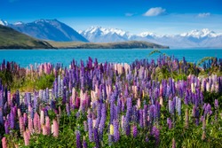 Majestic mountain lake with llupins blooming 