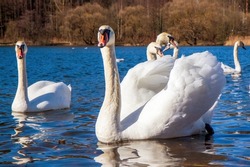 White swans in blue water. Flock of birds. They look into the camera