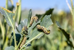 Cabbage butterfly caterpillars eat broccoli leaves, Pests in garden plots