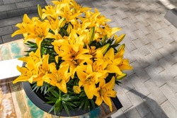 Yellow lily flowers, top view, sgrows in a container on the sidewalk