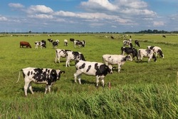 Black and white Holstein Friesian cattle (mostly heifers) on a pasture near Meggerdorf in the Eider-Treene-Sorge depression in Schleswig-Holstein, Germany.