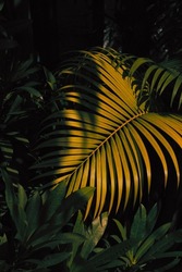 Tropical leaves pattern on natural low light background. Low key photography style. 