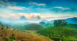 Landscape of the tea plantations in India, Kerala Munnar.
