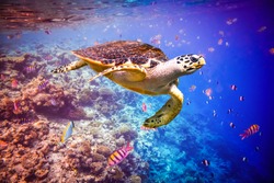 Hawksbill Turtle - Eretmochelys imbricata floats under water. Maldives - Ocean coral reef. 