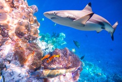 Reef with a variety of hard and soft corals and shark in the background. Focus on corals, sharks are not in focus. Maldives Indian Ocean coral reef.