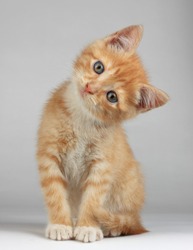 Cute little kitten