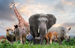 group of wildlife animals in the jungle together 