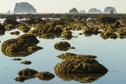 Mossy rocks, serene reflection, no people, low angle view. Olympic Peninsula Washington State Pacific Northwest