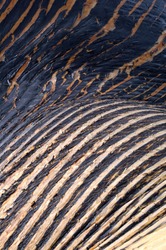 Whale Skin Texture - Free Stock Photo by Bjorgvin on Stockvault.net