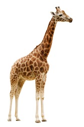Giraffe isolated on white background. Clipping path included