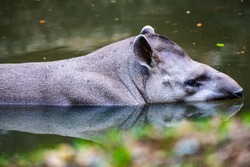 Brazilian Tapir in the water, Thailand.