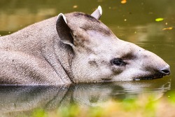Brazilian Tapir in the water, Thailand.