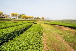 Landscape of Tea Plantation in Thai, Thailand