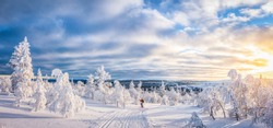 Panoramic view of young man cross-country skiing on a track in beautiful winter wonderland scenery in Scandinavia in scenic evening light at sunset with blue sky and clouds in winter, northern Europe
