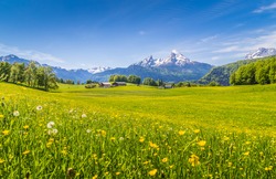 Panoramic view of beautiful landscape in the Alps with fresh green meadows and blooming flowers and snow-capped mountain tops in the background  on a sunny day with blue sky and clouds in springtime