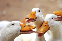 Closeup of happy ducks