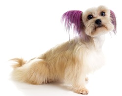 Steamed Punk Maltipoo, a designer toy dog breed