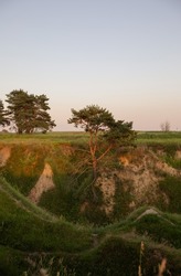 Tree and its roots in the natural landscape. Nature at sunset sunny day. Summer landscape. Hilly terrain