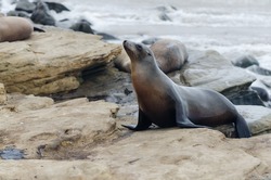 A California Sea Lion looks for a spot to bath in the sun on a summer day in La Jolla, CA.