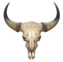 head skull of bull isolated on white background