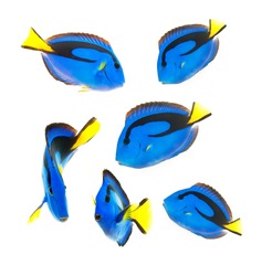 reef fish, blue tang