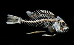 fish skeleton bone isolated on black background