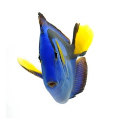 sea marine , blue tang fish isolated on white background