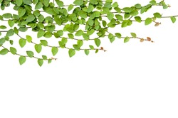 Green Creeper Plant isolated