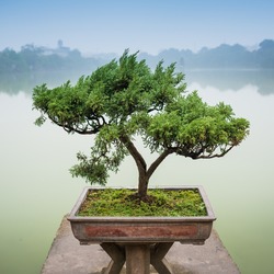 Japanese bonsai tree in pot at zen garden. Bonsai is a Japanese art form using trees grown in containers.