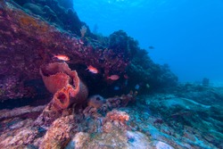 Sponges and black bar soldier fish along side the wreck of the Berwyn in Barbados