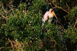 A yellow billed stork resting on her nest