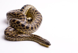 Close up photo of huge and dangerous anaconda snake (Eunectes murinus) ready to attack on white background isolated, a lot of copyspace available, macrophotography