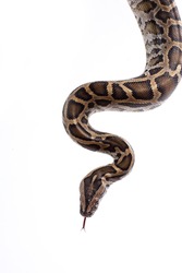 Close up of tiger python (Python molurus, Burmese Python) on white background isolated, a lot of copyspace available, macrophotography