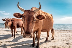 herd of brown cows on the beach