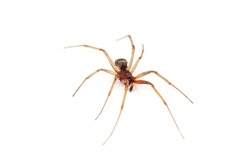 live brown spider on white background