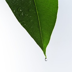 Eucalyptus leaf in detail
