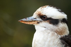 Profile close-up head-shot of kookaburra.